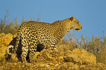 Afrika, Botsuana, Südafrika, Kalahari, Leopard im Kgalagadi Transfrontier Park - FOF002326