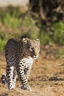Afrika, Botsuana, Südafrika, Kalahari, Leopard im Kgalagadi Transfrontier Park - FOF002327