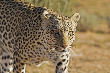 Afrika, Botsuana, Südafrika, Kalahari, Leopard im Kgalagadi Transfrontier Park - FOF002328