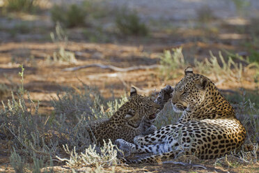 Afrika, Botswana, Südafrika, Kalahari, Leopardin mit ihrem Jungen im Kgalagadi Transfrontier Park - FOF002329