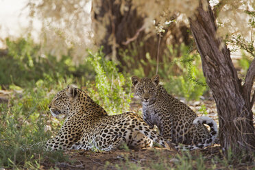 Afrika, Botswana, Südafrika, Kalahari, Leopardin mit ihrem Jungen im Kgalagadi Transfrontier Park - FOF002330