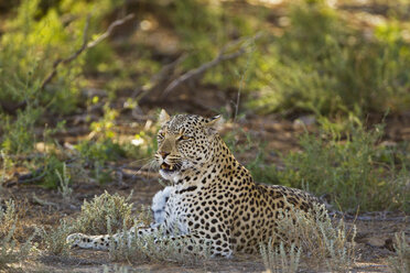 Afrika, Botsuana, Südafrika, Kalahari, Leopard im Kgalagadi Transfrontier Park - FOF002331