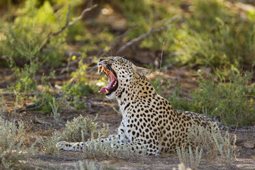 Afrika, Botsuana, Südafrika, Kalahari, Leopard im Kgalagadi Transfrontier Park - FOF002332