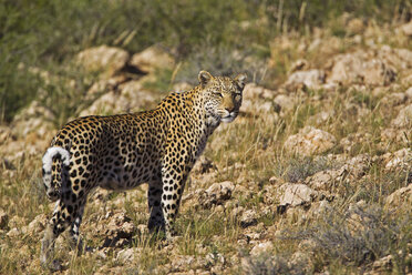 Afrika, Botsuana, Südafrika, Kalahari, Leopard im Kgalagadi Transfrontier Park - FOF002333