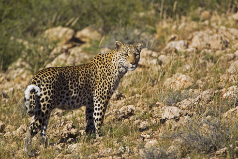 Africa, Botswana, South Africa, Kalahari, Leopard in kgalagadi transfrontier park - FOF002333