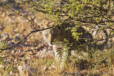 Afrika, Botswana, Südafrika, Kalahari, Junges Leopardenbaby im Kgalagadi Transfrontier Park - FOF002334