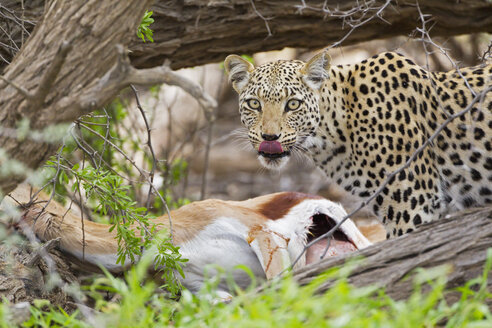 Afrika, Botswana, Südafrika, Kalahari, Leopard tötet Springbockantilope im Kgalagadi Transfrontier Park - FOF002336