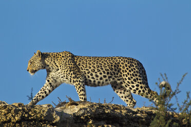 Afrika, Botsuana, Südafrika, Kalahari, Leopard im Kgalagadi Transfrontier Park - FOF002337