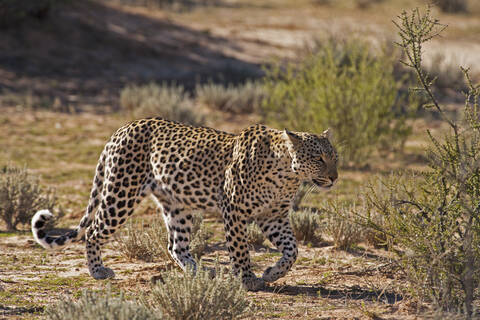 Afrika, Botsuana, Südafrika, Kalahari, Leopard im Kgalagadi Transfrontier Park, lizenzfreies Stockfoto