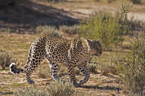 Afrika, Botsuana, Südafrika, Kalahari, Leopard im Kgalagadi Transfrontier Park - FOF002339