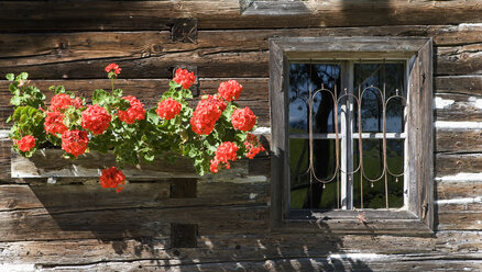 Österreich, Land Salzburg, Fenster eines Bauernhofs mit Geranienblüten - WWF001561