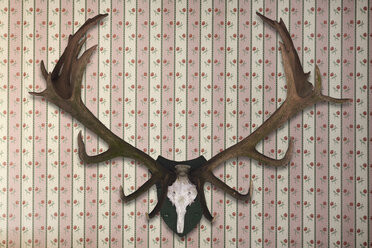 Deer antler on aesthetic wallpaper, close up - TLF000520