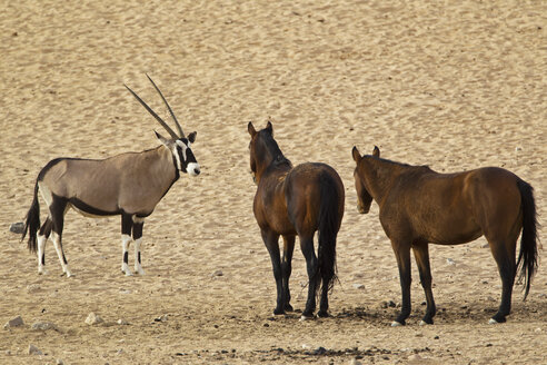 Afrika, Namibia, Namib-Wüste, Wildpferd und Gemsbock im Namib-Naukluft-Nationalpark - FOF002340