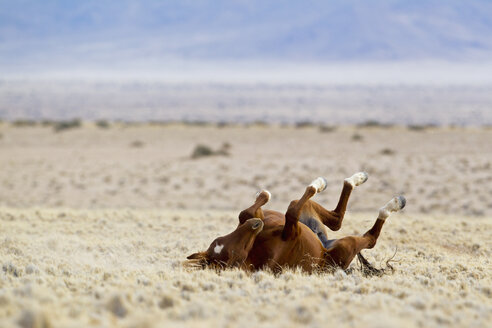 Afrika, Namibia, Namib-Wüste, Wildpferd im Namib-Naukluft-Nationalpark - FOF002341