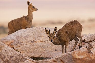 Afrika, Namibia, Namib-Wüste, Klipspringer im Namib-Naukluft-Nationalpark - FOF002342