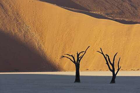 Afrika, Namibia, Namib Naukluft National Park, Toter Baum in der Namibwüste, lizenzfreies Stockfoto