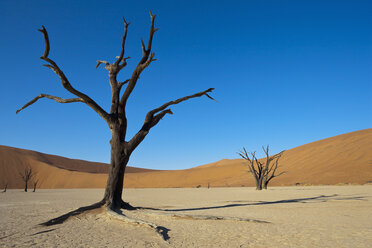 Afrika, Namibia, Namib Naukluft National Park, Toter Baum in der Namibwüste - FOF002360