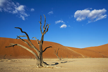 Afrika, Namibia, Namib Naukluft National Park, Toter Baum in der Namibwüste - FOF002361