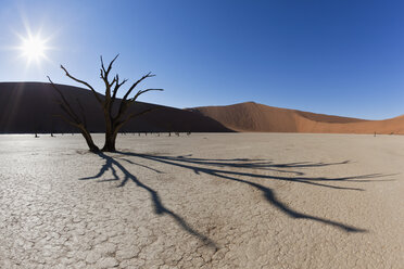 Afrika, Namibia, Namib Naukluft National Park, Toter Baum in der Namibwüste - FOF002363