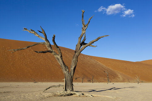 Afrika, Namibia, Namib Naukluft National Park, Toter Baum in der Namibwüste - FOF002366