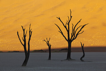 Afrika, Namibia, Namib Naukluft National Park, Toter Baum in der Namibwüste - FOF002367