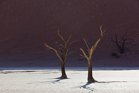 Afrika, Namibia, Namib Naukluft National Park, Toter Baum in der Namibwüste, lizenzfreies Stockfoto