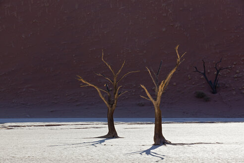 Afrika, Namibia, Namib Naukluft National Park, Toter Baum in der Namibwüste - FOF002368