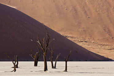Afrika, Namibia, Namib Naukluft National Park, Toter Baum in der Namibwüste - FOF002369