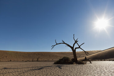 Afrika, Namibia, Namib Naukluft National Park, Toter Baum in der Namibwüste - FOF002475
