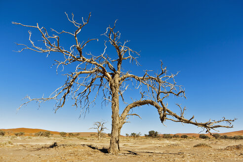 Afrika, Namibia, Namib Naukluft National Park, Kameldornbaum in der Namibwüste - FOF002476