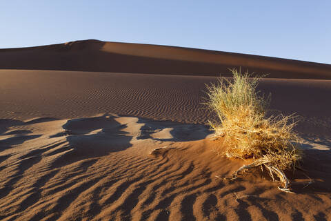 Afrika, Namibia, Namib Naukluft National Park, Gras in Sanddünen in der Namibwüste, lizenzfreies Stockfoto