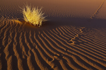 Afrika, Namibia, Namib Naukluft National Park, Tierspur auf Sanddünen am Naravlei in der Namibwüste - FOF002487