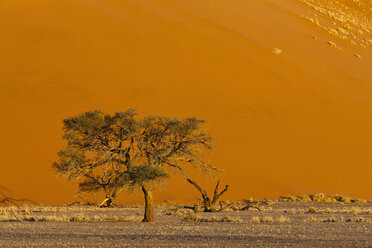 Afrika, Namibia, Namib-Wüste, Blick auf Kameldornbaum im Namib-Naukluft-Nationalpark - FOF002377