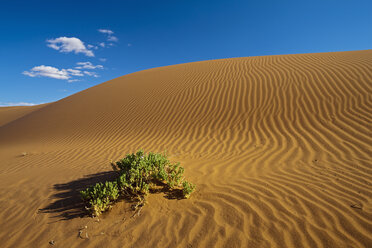 Africa, Namibia, Namib Desert, Bush on dunes in namib-naukluft national park - FOF002378