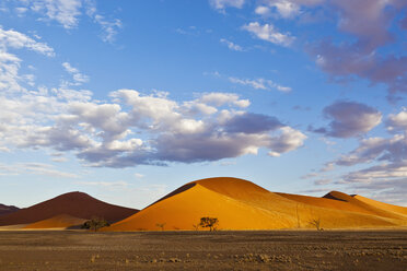 Afrika, Namibia, Namib-Wüste, Blick auf Sanddünen und Kameldornbaum im Namib-Naukluft-Nationalpark - FOF002392