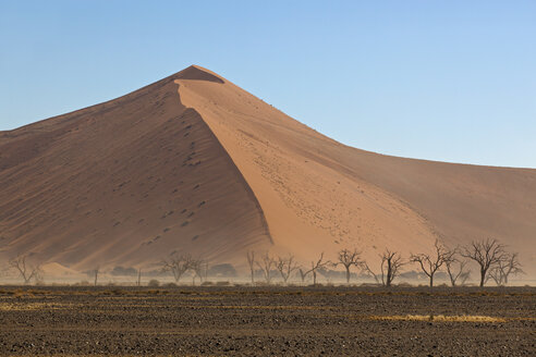Afrika, Namibia, Namib-Wüste, Blick auf Tsauchab-Flussbett und Kameldornbaum im Namib-Naukluft-Nationalpark - FOF002405