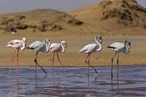 Afrika, Namibia, Namib-Wüste, Atlantischer Ozean, Walvis Bay, Schwarm großer Flamingos im Meer - FOF002406
