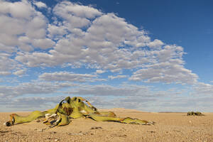 Afrika, Namibia, Swakopmund, Blick auf eine Welwitschia-Pflanze in der Namib-Wüste - FO002411