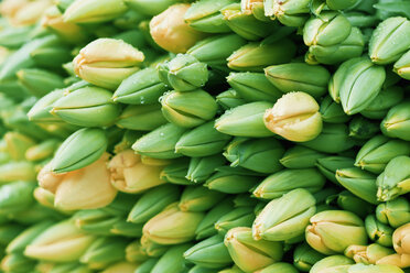 Germany, Hamburg, Fresh tulips in market - WVF000066