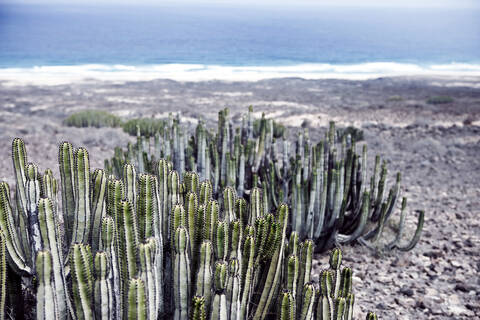 Spanien, Fuerteventura, Kaktuspflanze am Ufer, lizenzfreies Stockfoto