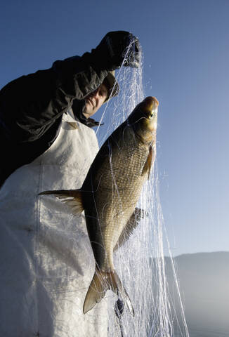 Österreich, Mondsee, Fischer fängt einen Fisch im Fischernetz, lizenzfreies Stockfoto