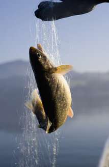 Österreich, Mondsee, Fisch im Fischernetz gefangen - WWF001676