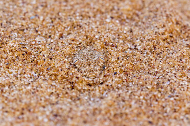 Afrika, Nambia, Bitis peringueyi versteckt sich im Sand in der Namib-Wüste - FOF002449