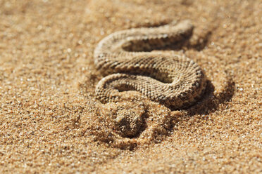 Afrika, Nambia, Bitis peringueyi krabbelt auf Sand in der Namib-Wüste - FOF002450