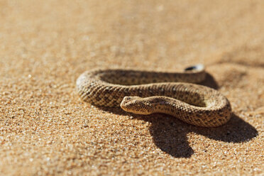 Afrika, Nambia, Bitis peringueyi krabbelt auf Sand in der Namib-Wüste - FOF002451