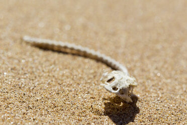Afrika, Namibia, Skelett einer Eidechse in der Namib-Wüste - FOF002455