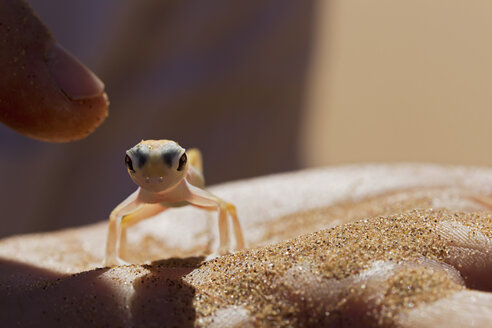 Africa, Namibia, Palmato gecko in human hand, close up - FOF002456