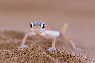 Afrika, Namibia, Palmato-Gecko in der Namib-Wüste - FOF002457