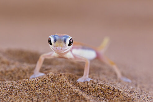 Africa, Namibia, Palmato gecko in namib desert - FOF002457