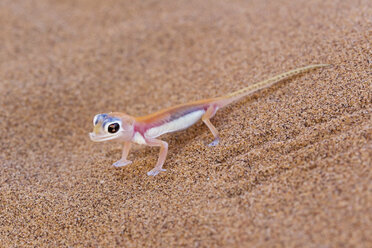 Afrika, Namibia, Palmato-Gecko in der Namib-Wüste - FOF002458
